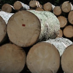 Влажность древесины: понятие, виды и способы измерения